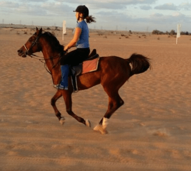 horse riding dubai,horseback riding,dubai horse riding,horse riding in dubai