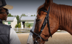 Horse riding Dubai, horseback riding, dubai horse riding